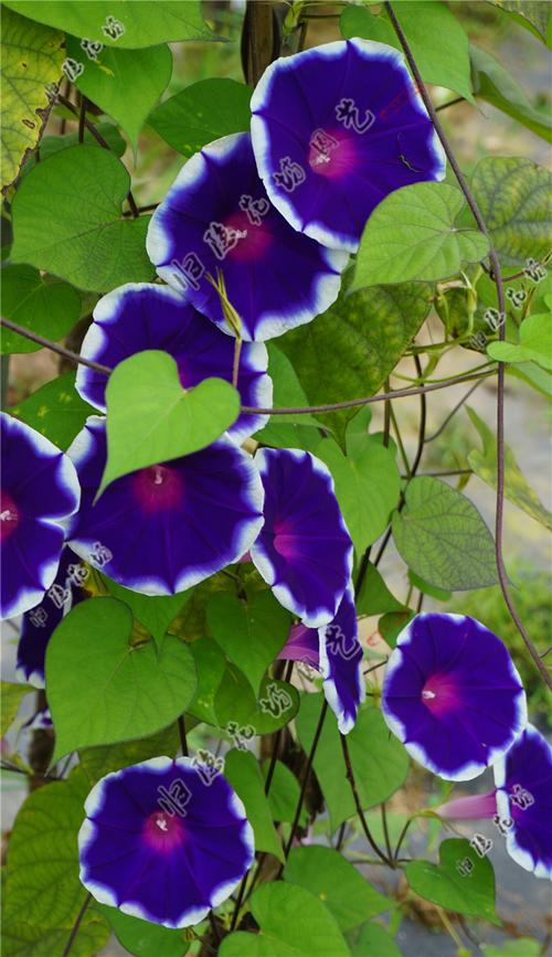 大牵牛花到底有哪几种品种？-图1