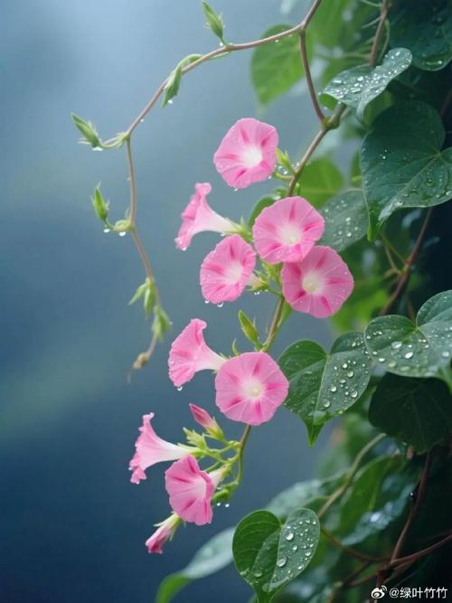 大牵牛花到底有哪几种品种？-图3