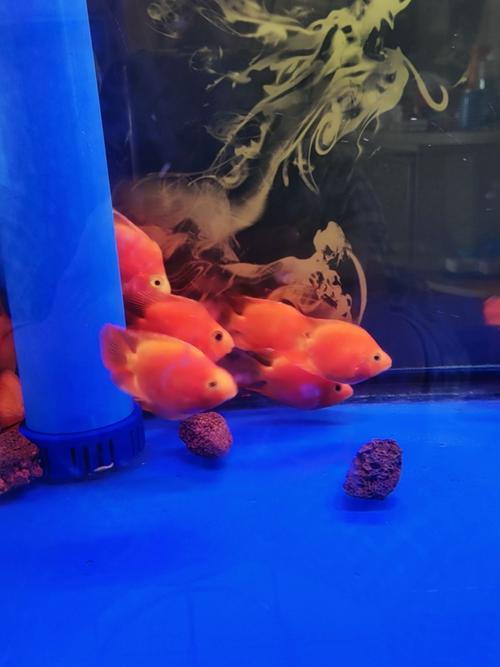 鹦鹉鱼养殖视频关键步骤有哪些?-图1 鹦鹉鱼养殖视频关键步骤有哪些?-图1