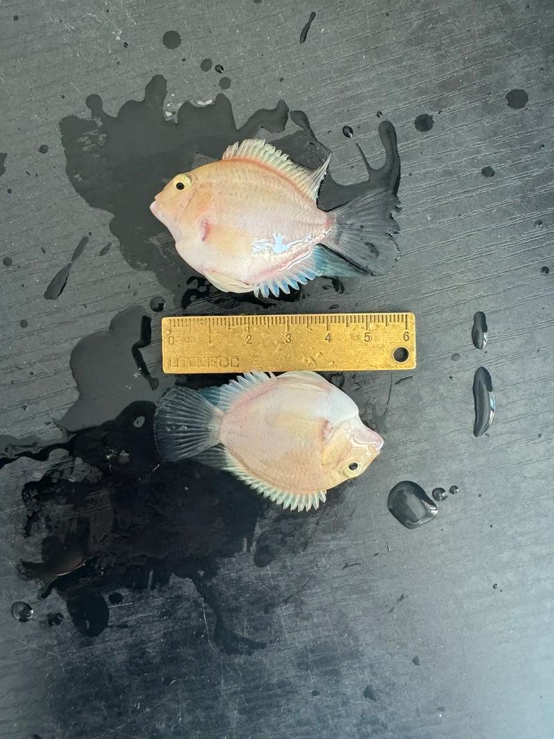 鹦鹉鱼养殖视频关键步骤有哪些？-图3