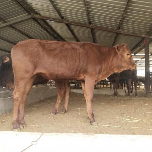 大型肉用品种利木赞牛-图2