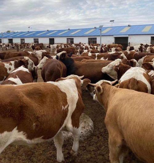 大型肉用品种利木赞牛-图3