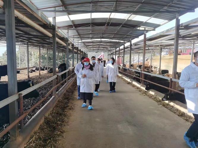 嘉祥肉牛养殖技术有哪些关键要点？-图2