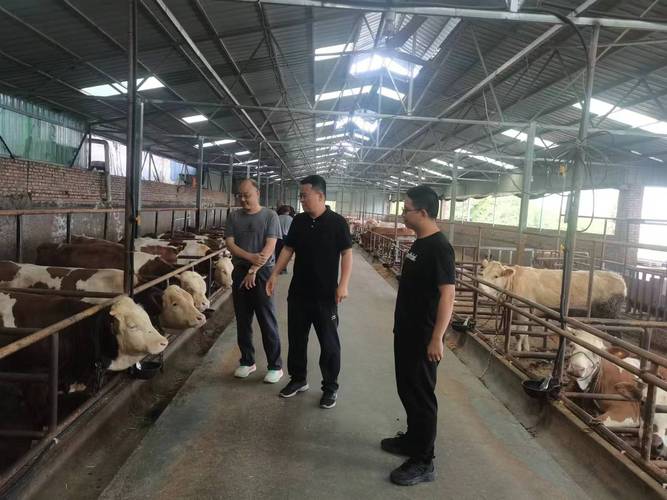 嘉祥肉牛养殖技术有哪些关键要点？-图3
