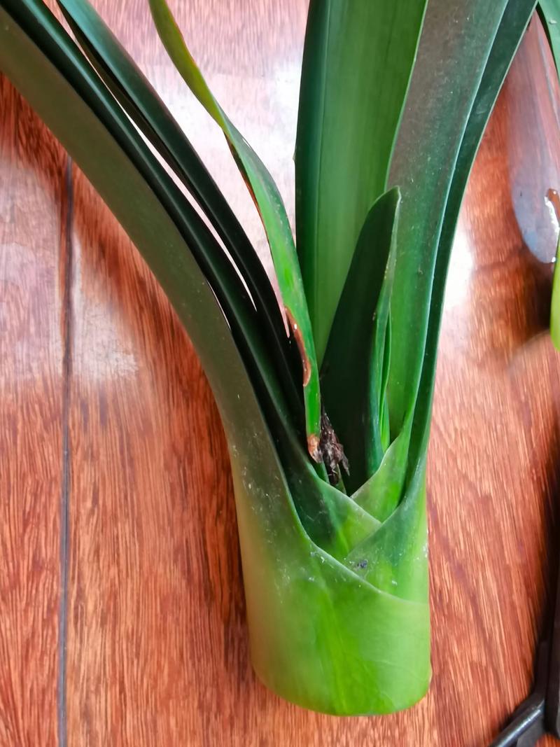 君子兰群兰品种有哪些?-图2 君子兰群兰品种有哪些?-图2