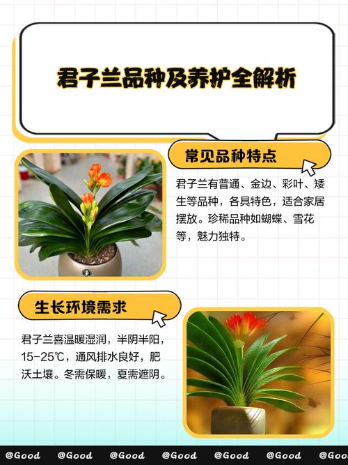 君子兰群兰品种有哪些?-图3 君子兰群兰品种有哪些?-图3