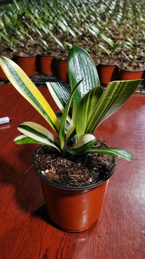 君子兰群兰品种有哪些?-图1 君子兰群兰品种有哪些?-图1