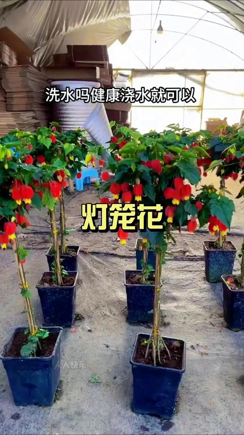 藤本灯笼花有哪些常见品种?-图2 藤本灯笼花有哪些常见品种?-图2