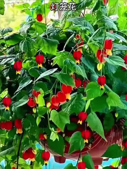 藤本灯笼花有哪些常见品种?-图1 藤本灯笼花有哪些常见品种?-图1