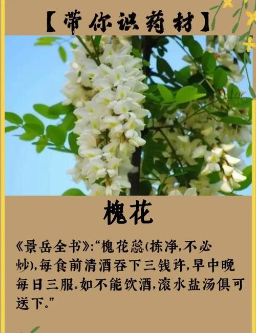 槐花怎么种？关键技术和方法有哪些？-图3