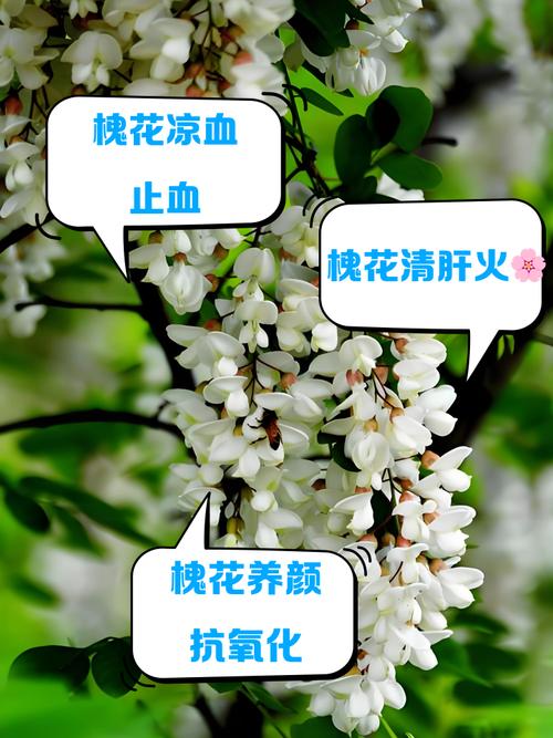 槐花怎么种?关键技术和方法有哪些?-图1 槐花怎么种?关键技术和方法有哪些?-图1