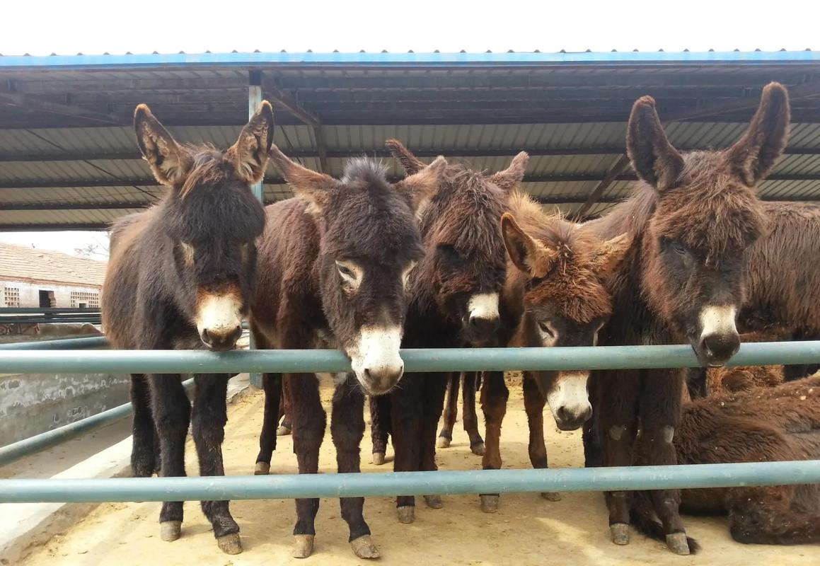大型肉驴品种有哪些？-图3