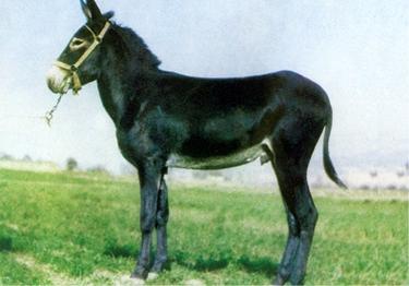 大型肉驴品种有哪些？-图2