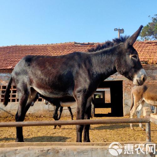 大型肉驴品种有哪些？-图1