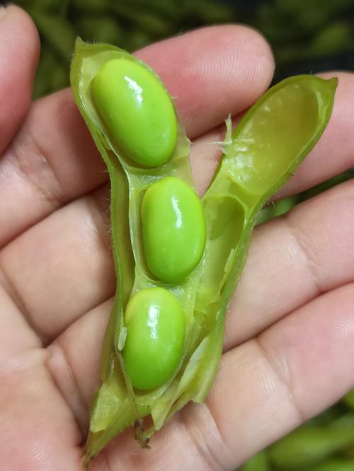 黄豆跟毛豆一个品种吗-图2