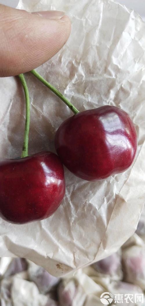 美早与俄8樱桃品种,哪个更优?-图2 美早与俄8樱桃品种,哪个更优?-图2