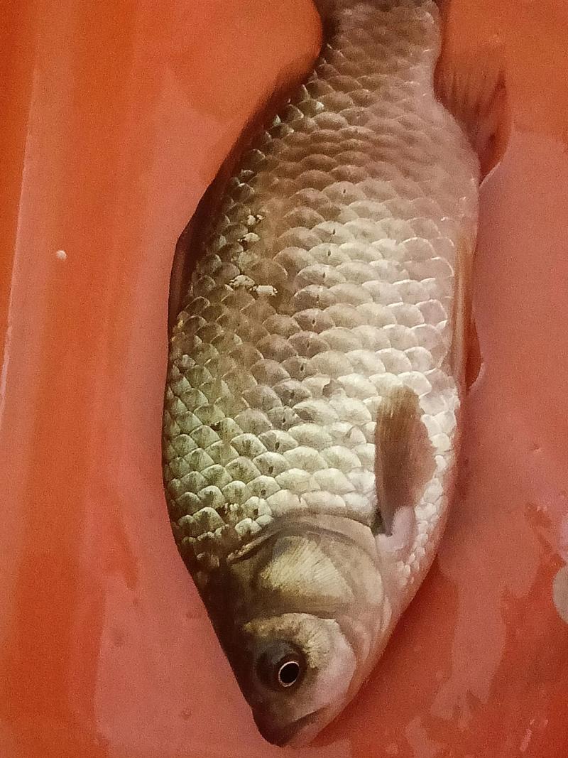 2025年鲫鱼价格会涨还是跌？-图2