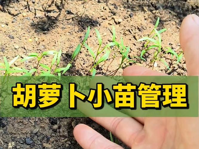 胡萝卜中后期如何精细管理促高产?-图3 胡萝卜中后期如何精细管理促高产?-图3