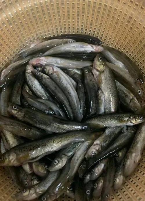 四川冷水鱼品种有哪些?-图3 四川冷水鱼品种有哪些?-图3