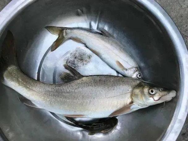 四川冷水鱼品种有哪些?-图2 四川冷水鱼品种有哪些?-图2