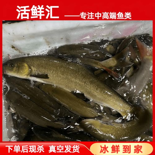 四川冷水鱼品种有哪些?-图1 四川冷水鱼品种有哪些?-图1