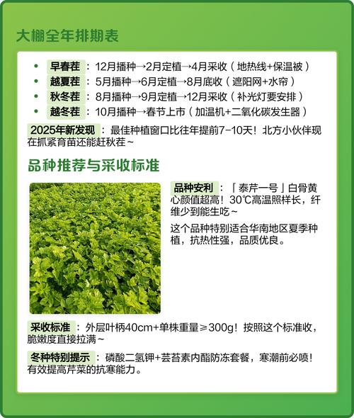 芹菜种植有哪些关键技术要点？-图2