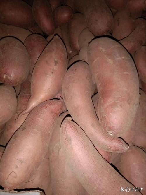 新出农产品有哪些品种？-图3