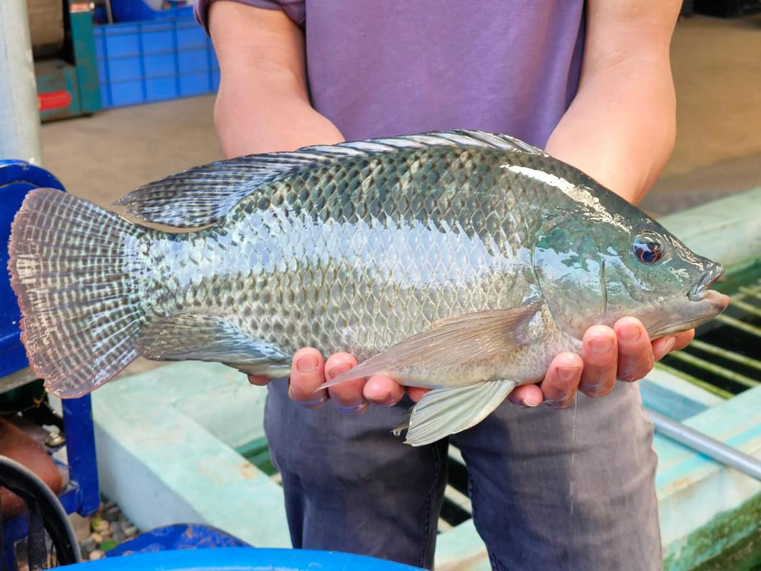 哪些淡水鱼最适合养殖?-图3 哪些淡水鱼最适合养殖?-图3