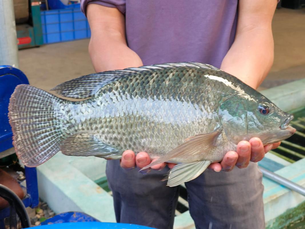 哪些淡水鱼最适合养殖?-图2 哪些淡水鱼最适合养殖?-图2