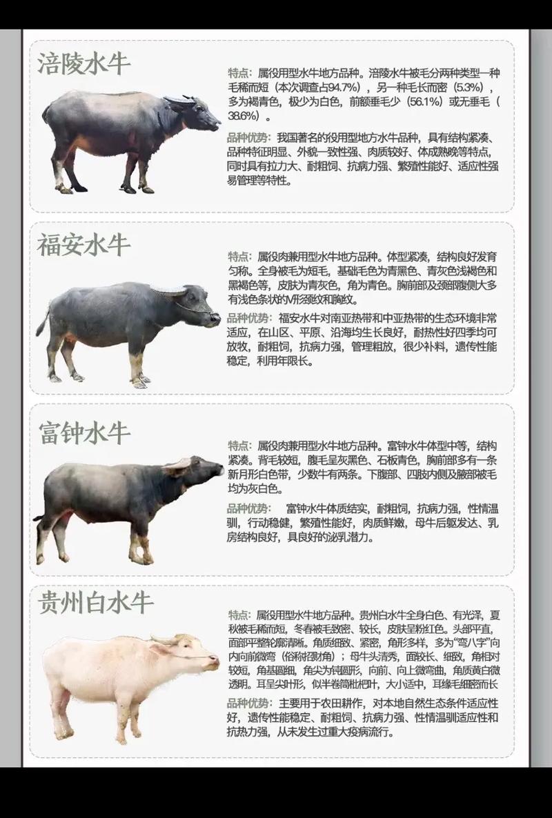 我国主要用哪些牛品种?-图2 我国主要用哪些牛品种?-图2