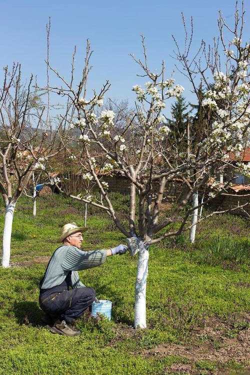 杏子树修剪技术视频，何时剪最合适？-图2
