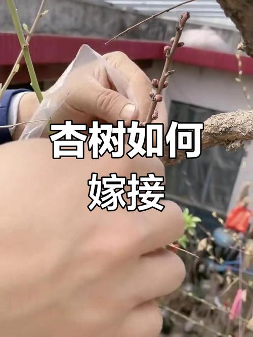 杏子树修剪技术视频,何时剪最合适?-图3 杏子树修剪技术视频,何时剪最合适?-图3
