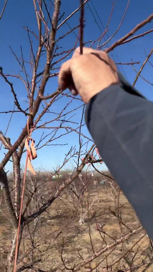 杏子树修剪技术视频,何时剪最合适?-图1 杏子树修剪技术视频,何时剪最合适?-图1