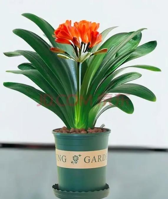 大花君子兰品种及图片-图1 大花君子兰品种及图片-图1