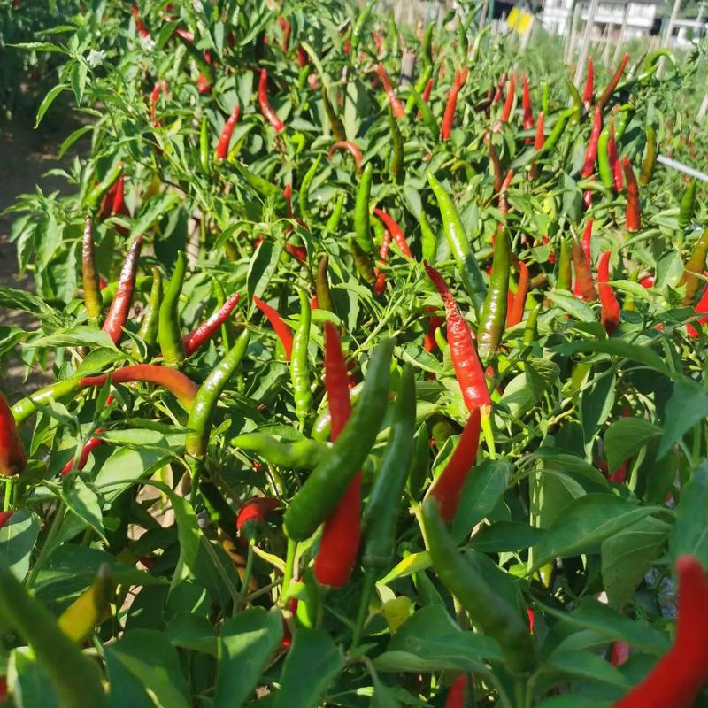 艳红辣椒种植技术视频-图1 艳红辣椒种植技术视频-图1