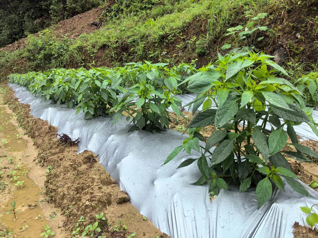 艳红辣椒种植技术视频-图2 艳红辣椒种植技术视频-图2