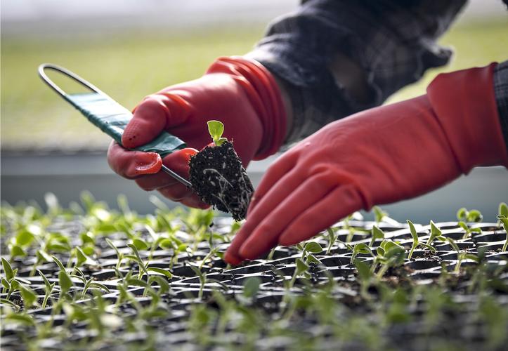 大棚育苗技术培训视频，如何快速掌握关键要点？-图3