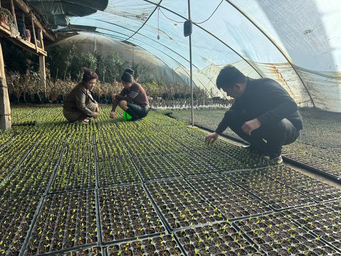 大棚育苗技术培训视频，如何快速掌握关键要点？-图2