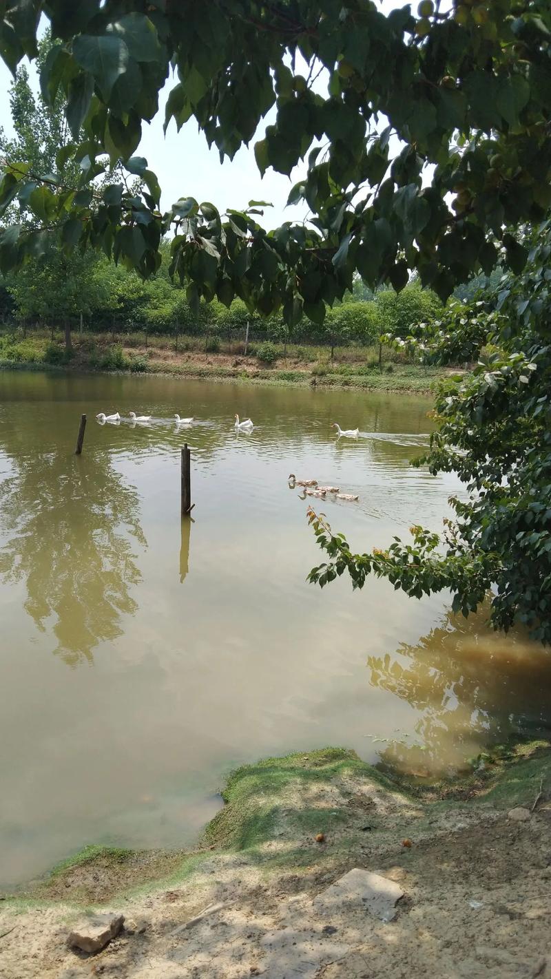 池塘鱼鹅混养技术视频,如何科学管理?-图1 池塘鱼鹅混养技术视频,如何科学管理?-图1