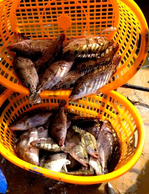 哪种鳜鱼品种最适合养殖?-图1 哪种鳜鱼品种最适合养殖?-图1