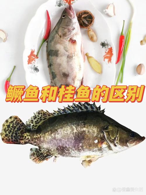 哪种鳜鱼品种最适合养殖？-图3