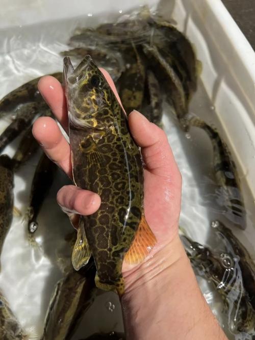 哪种鳜鱼品种最适合养殖？-图2