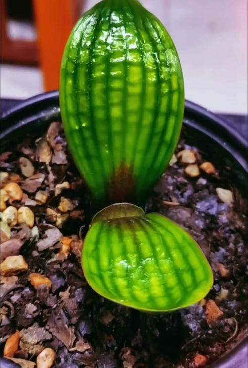 君子兰短叶都什么品种-图2