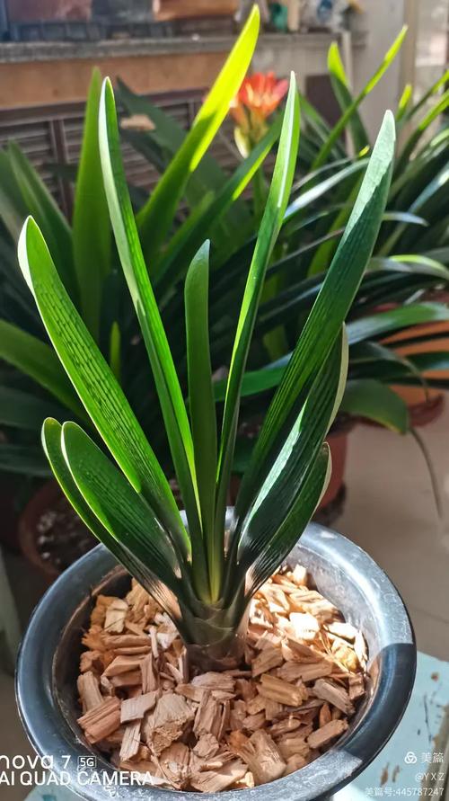 君子兰短叶都什么品种-图1