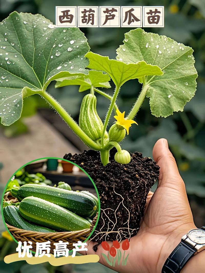露地西葫芦的种植技术-图1 露地西葫芦的种植技术-图1