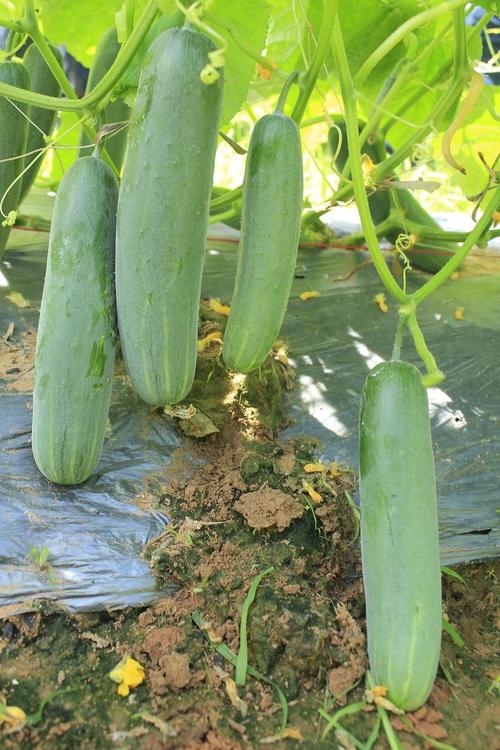 露地西葫芦的种植技术-图2 露地西葫芦的种植技术-图2