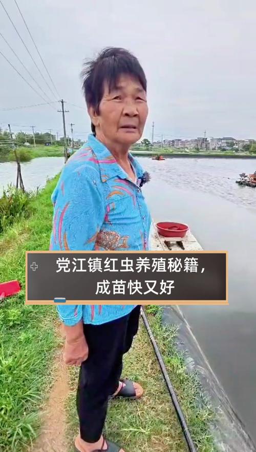 红虫养殖技术哪里买?新手能学会吗?-图2 红虫养殖技术哪里买?新手能学会吗?-图2