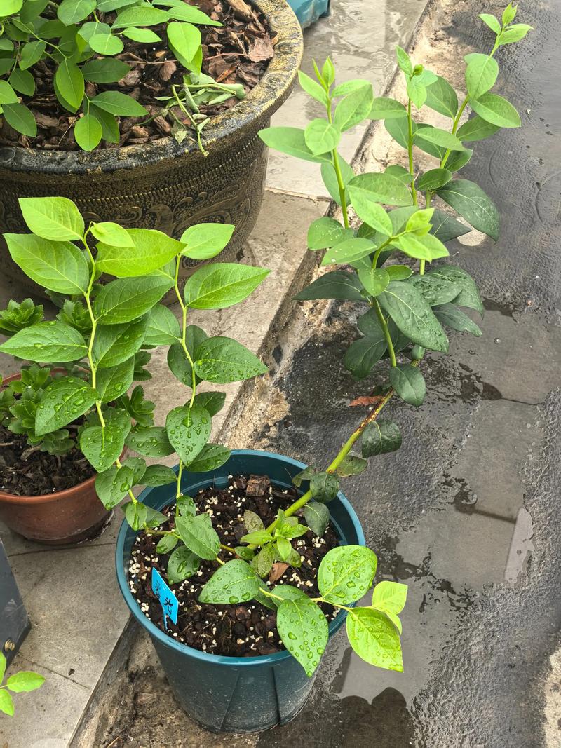 蓝莓肥水管理咋科学？关键技术有哪些？-图3