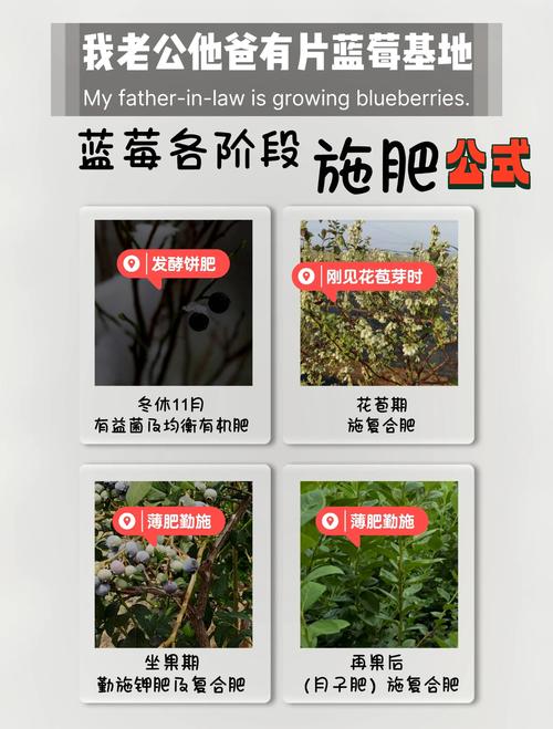 蓝莓肥水管理咋科学?关键技术有哪些?-图1 蓝莓肥水管理咋科学?关键技术有哪些?-图1