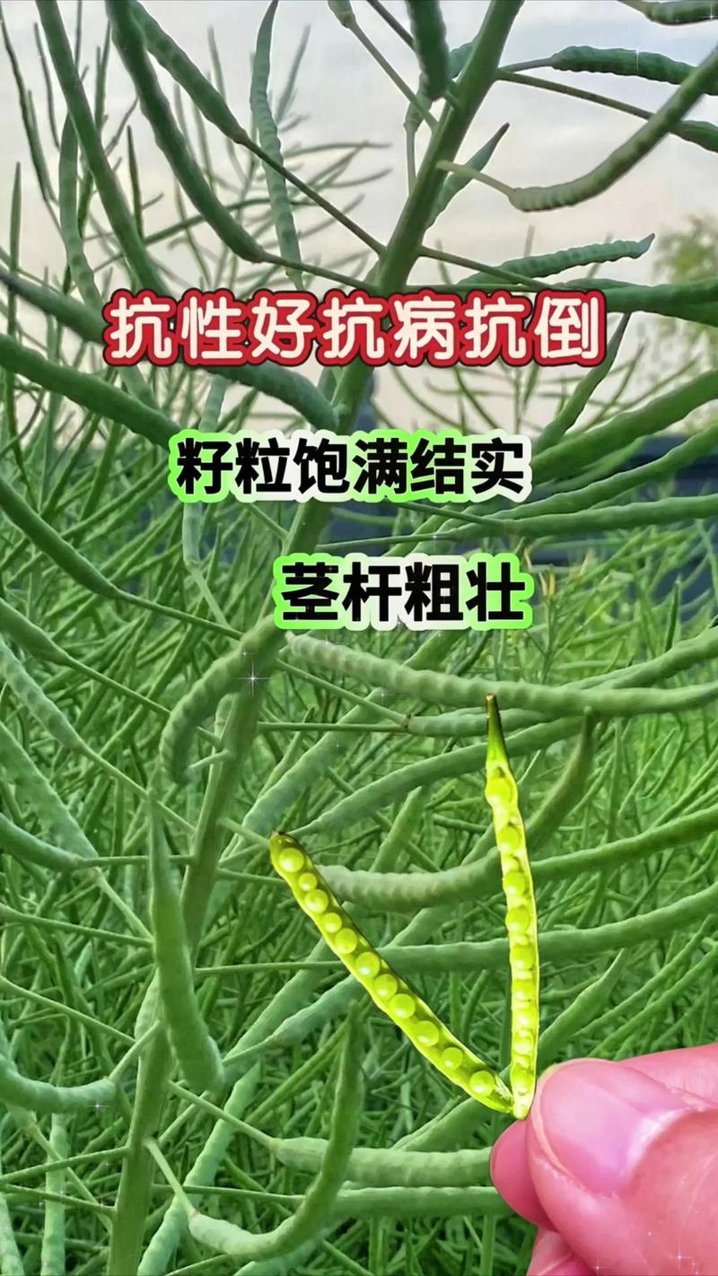 油菜新品种由谁成功繁育?-图2 油菜新品种由谁成功繁育?-图2
